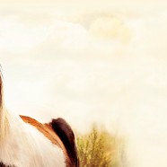 Horsevib – well-being for the horse