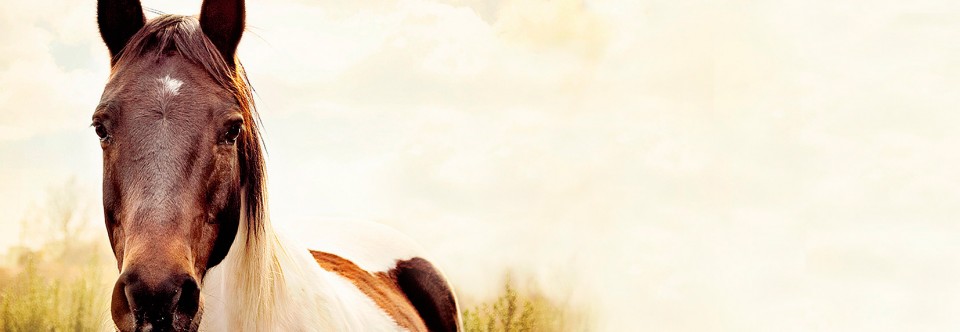 Horsevib – for hestens velvære